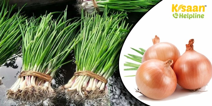 जानिए जायद सीजन में प्याज की सेट्स (गाँठे) तैयार करने का तरीका 